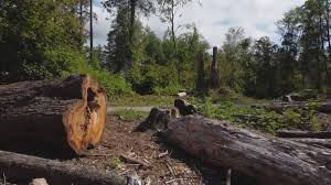 Best Tree Disease Treatment  in Sutherlin, OR