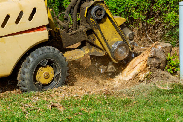 Best Tree Removal  in Sutherlin, OR