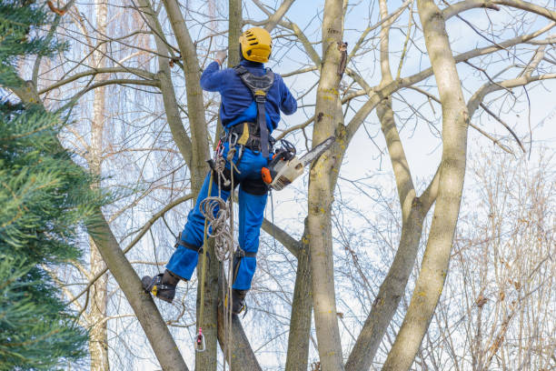 Best Arborist Consultation Services  in Sutherlin, OR