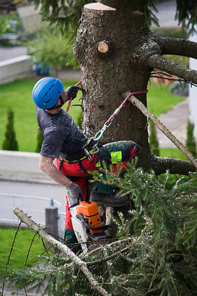 Best Storm Damage Tree Cleanup  in Sutherlin, OR