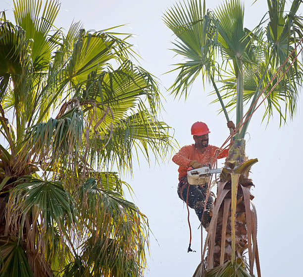 Trusted Sutherlin, OR Tree Removal Experts