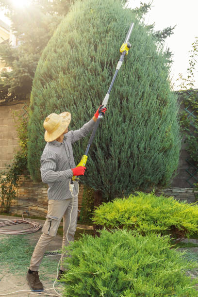 How Our Tree Care Process Works  in  Sutherlin, OR