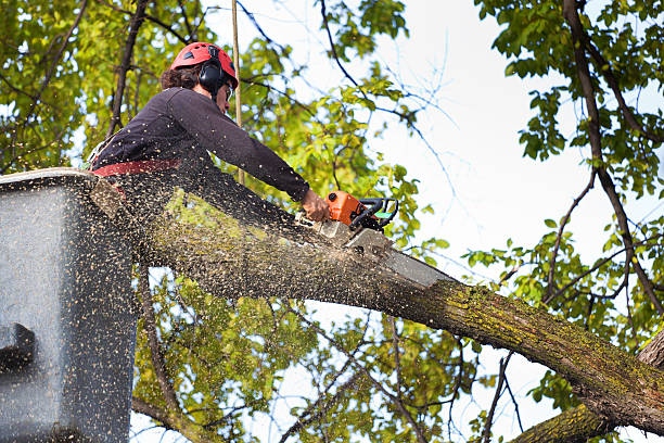 Best Emergency Tree Removal  in Sutherlin, OR